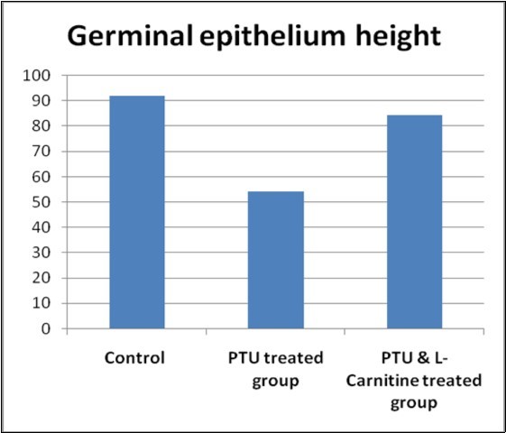  Bar chart showing germinal epithelium height in studied groups