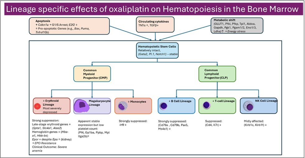 Lineage specific effects of oxaliplatin on hematopoiesis in the bone marrow. Oxaliplatin disrupts both erythropoiesis and lymphopoiesis, through apoptosis and metabolic shift primarily affecting the late stages of red blood cell development and the differentiation of lymphoid progenitors, while early multipotent hematopoietic cells remain relatively intact.