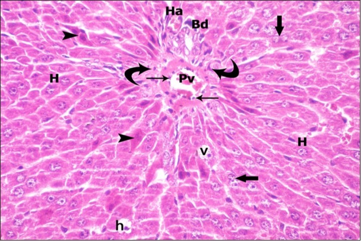  A photomicrograph of a section in the liver of ZnONPs &                                   VE- treated adult albino rat showing portal area; portal vein (Pv) with flat endothelial lining (thin arrows), bile duct (Bd) and hepatic artery (Ha). Few inflammatory cells are observed (curved arrows). Most of hepatocytes with vesicular nuclei (H) show strong acidophilic cytoplasm (arrow head), some hepatocytes with darkly-stained nuclei (h) and vacuolated cytoplasm (v). Binucleated cells (thick arrows) are also seen. (H&E  X400) 