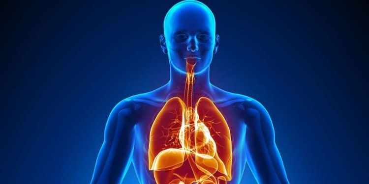 International Journal of Human Anatomy-Nasal Index