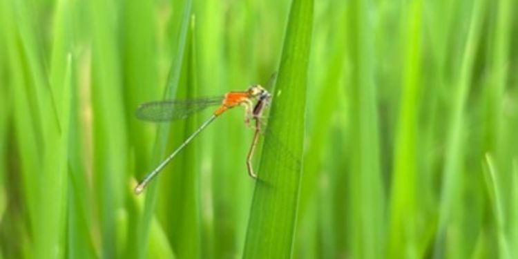  Journal of Wildlife - Agriocnemis pygmaea