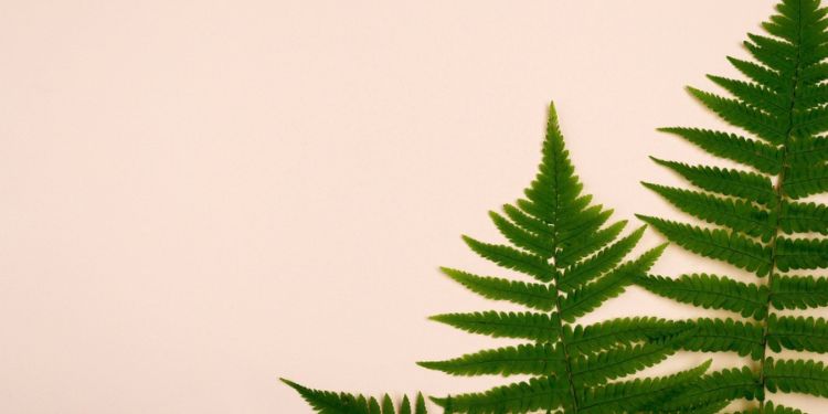 Article: Frond emission from pinnae tips in Nephrolepis cordifolia