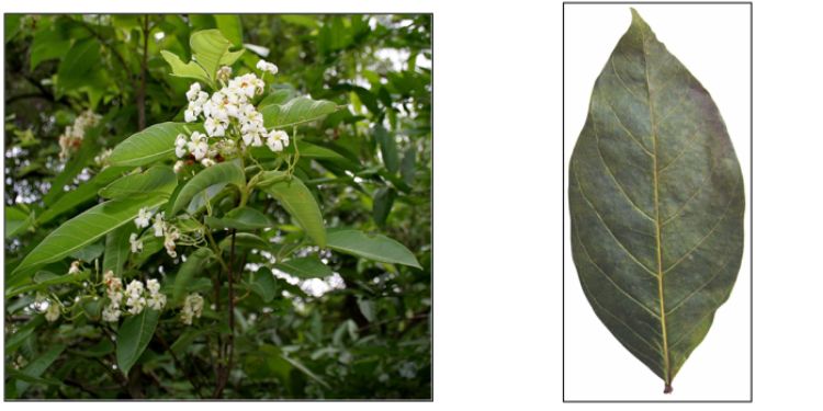 Journal of Zoological Research - Eriophyidae